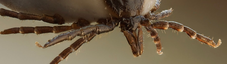 Tout savoir sur <i>Ixodes</i>